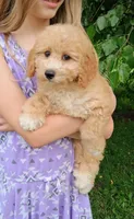 Yelena, a female Double Doodle for sale in Holden, MO – 5 of 6