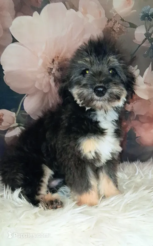 Rocky F1 Toy Sheltidoodle – Shetland Sheepdog, Poodle - Miniature  puppy for sale in Holden, MO