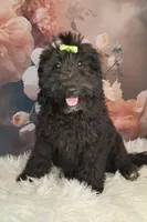 Bella Micro Double Doodle, a female Double Doodle for sale in Holden, MO – 3 of 7