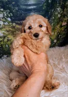 Yvonne - Micro Double Doodle, a female Double Doodle for sale in Holden, MO – 5 of 6