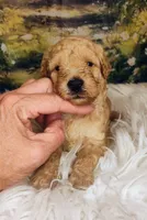 Maynard - Petite Double Doodle, a male Miniature Goldendoodle for sale in Holden, MO – 2 of 5