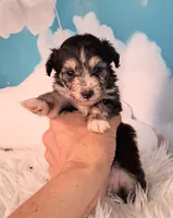 Poncho❤️Petite Sheltidoodle , a male Shetland Sheepdog and Poodle - Miniature  for sale in Holden, MO – 3 of 6