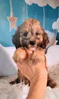 Stewy Lewy💚Mini St Berdoodle , a male Saint Berdoodle for sale in Holden, MO – 4 of 8