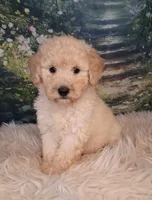 Yukon- Micro Double Doodle, a male Double Doodle for sale in Holden, MO – 2 of 7