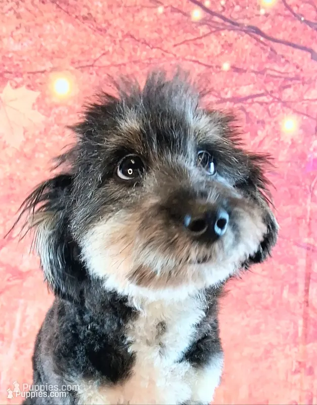 Rocky F1 Toy Sheltidoodle Sheltie x Poodle – Shetland Sheepdog, Poodle - Miniature  puppy for sale in Holden, MO