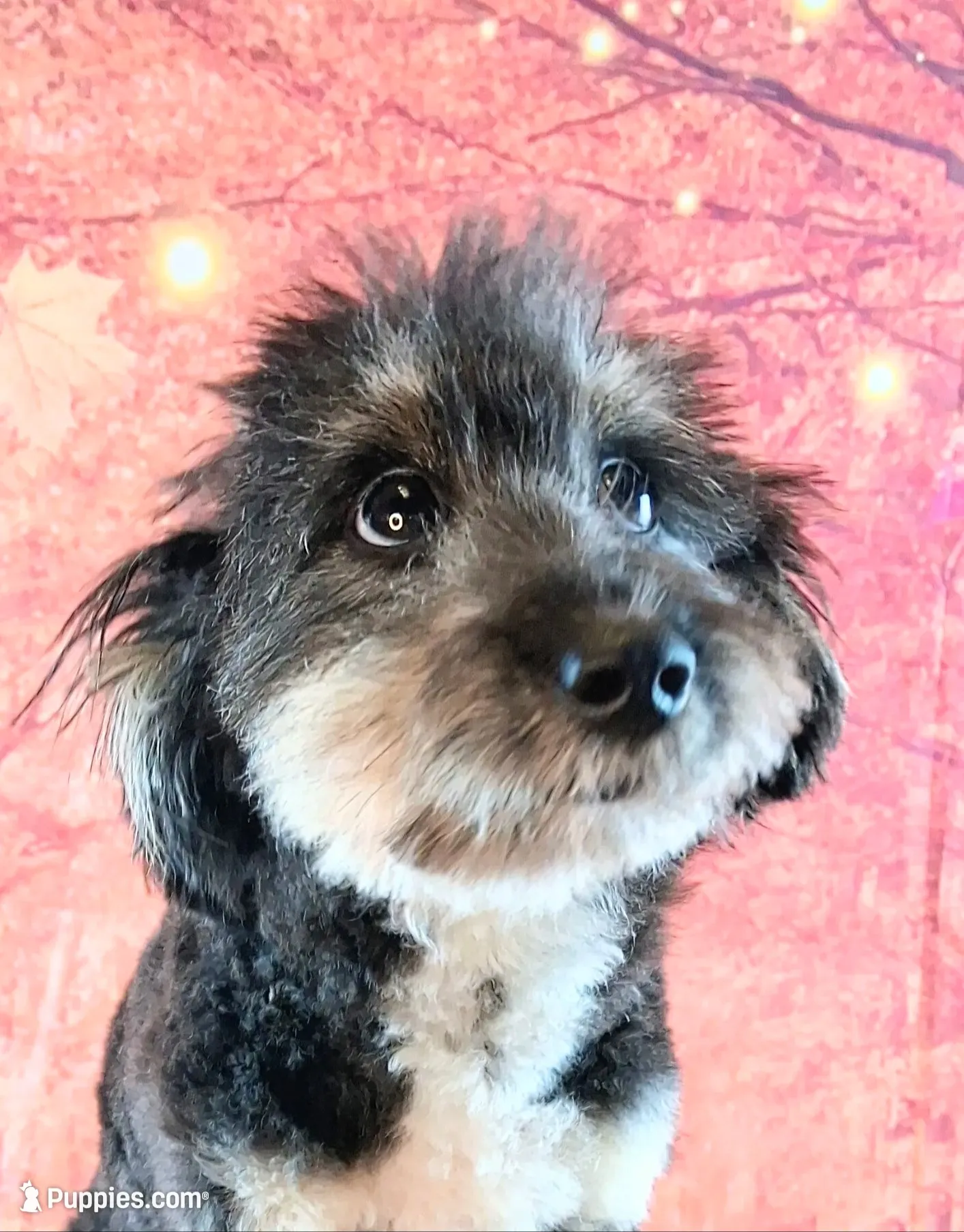 Rocky F1 Toy Sheltidoodle Sheltie x Poodle, a male Shetland Sheepdog and Poodle - Miniature  for sale in Holden, MO – 1 of 9