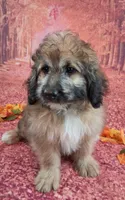 Stanley Manley💙Mini St Berdoodle , a male Saint Berdoodle for sale in Holden, MO – 6 of 9