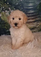 Yukon- Micro Double Doodle, a male Double Doodle for sale in Holden, MO – 4 of 7