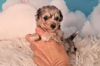 Picasso💙-Petite Sheltidoodle , a male Shetland Sheepdog and Poodle - Miniature  for sale in Holden, MO – 4 of 6