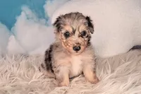 Picasso💙-Petite Sheltidoodle , a male Shetland Sheepdog and Poodle - Miniature  for sale in Holden, MO – 6 of 6