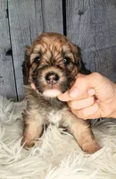 Stewy Lewy - Mini St Berdoodle , a male Saint Berdoodle for sale in Holden, MO – 5 of 6