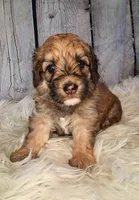 Stewy Lewy - Mini St Berdoodle , a male Saint Berdoodle for sale in Holden, MO – 2 of 6