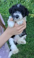 Whimsy-Micro Sheltidoodle, a female Shetland Sheepdog for sale in Holden, MO – 3 of 5
