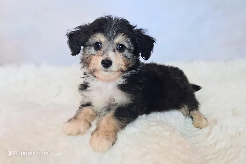 Poncho❤️Petite Sheltidoodle  – Shetland Sheepdog, Poodle - Miniature  puppy for sale in Holden, MO