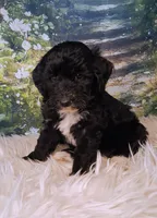 Yisadora - Micro Doodle Doodle, a female Double Doodle for sale in Holden, MO – 4 of 4