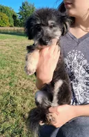 Rocky F1 Toy Sheltidoodle Sheltie x Poodle, a male Shetland Sheepdog and Poodle - Miniature  for sale in Holden, MO – 9 of 9