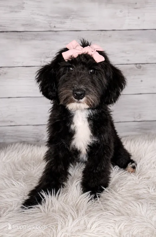 Dora - Micro Double Doodle- Financing – Double Doodle puppy for sale in Holden, MO