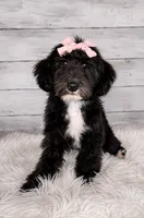 Dora - Toy Double Doodle- Financing, a female Double Doodle for sale in Holden, MO – 1 of 8