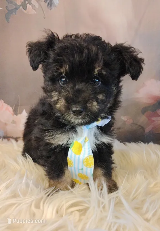 Rocky – Shetland Sheepdog, Poodle - Miniature  puppy for sale in Holden, MO