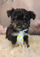 Rocky, a male Shetland Sheepdog and Poodle - Miniature  for sale in Holden, MO – Photo 1 of 3