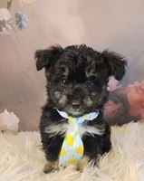 Rocky, a male Shetland Sheepdog and Poodle - Miniature  for sale in Holden, MO – Photo 3 of 3