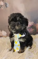 Rocky, a male Shetland Sheepdog and Poodle - Miniature  for sale in Holden, MO – Photo 2 of 3