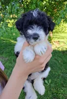 Whimsy-Micro Sheltidoodle, a female Shetland Sheepdog for sale in Holden, MO – 4 of 5