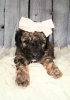 Stella Bella - Mini Saint Berdoodle , a female Saint Berdoodle for sale in Holden, MO – 1 of 4