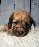 Stewy Lewy - Mini St Berdoodle , a male Saint Berdoodle for sale in Holden, MO – 1 of 6