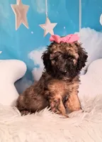 Stella Bella💗Mini Saint Berdoodle , a female Saint Berdoodle for sale in Holden, MO – 4 of 6