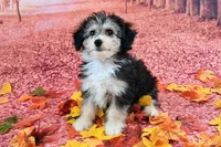 Poncho❤️Petite Sheltidoodle , a male Shetland Sheepdog and Poodle - Miniature  for sale in Holden, MO – 6 of 8