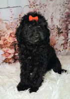 Yisabella Micro Double Doodle, a female Double Doodle for sale in Holden, MO – 2 of 6