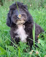 Dora - Micro Double Doodle- Financing, a female Double Doodle for sale in Holden, MO – 10 of 10