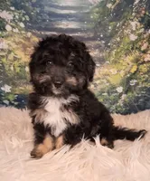 Rocky, a male Shetland Sheepdog and Poodle - Miniature  for sale in Holden, MO – 7 of 7