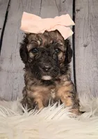 Stella Bella - Mini Saint Berdoodle , a female Saint Berdoodle for sale in Holden, MO – 3 of 4