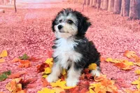 Poncho❤️Petite Sheltidoodle , a male Shetland Sheepdog and Poodle - Miniature  for sale in Holden, MO – 8 of 8
