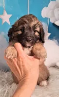 Stanley Manley💙Mini St Berdoodle , a male Saint Berdoodle for sale in Holden, MO – 6 of 7