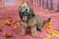 Stella Bella💗Mini Saint Berdoodle , a female Saint Berdoodle for sale in Holden, MO – 6 of 9