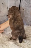 Sergeant Stubs - Mini St Berdoodle , a male Saint Berdoodle for sale in Holden, MO – 7 of 7