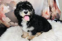 Frodo F1b Mini Saint Berdoodle, a male Saint Berdoodle for sale in Holden, MO – 4 of 4