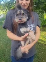 Remmi - Toy Sheltidoodle , a male Shetland Sheepdog and Poodle - Toy  for sale in Holden, MO – 7 of 7