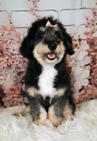 Paulette Micro F1 Sheltidoodle, a female Shetland Sheepdog and Poodle - Miniature  for sale in Holden, MO – 3 of 9