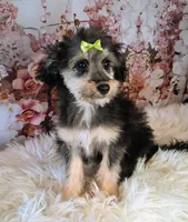 Rina F1 Micro Sheltiedoodle , a female Shetland Sheepdog and Poodle - Miniature  for sale in Holden, MO – 4 of 4
