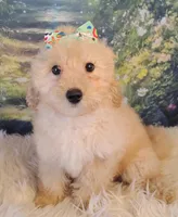 Candy-Micro Mini, a female Goldendoodle for sale in Holden, MO – Photo 6 of 9