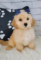 Candy-Micro Mini, a female Goldendoodle for sale in Holden, MO – Photo 2 of 6