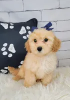 Candy-Micro Mini, a female Goldendoodle for sale in Holden, MO – Photo 3 of 6