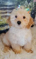Candy-Micro Mini, a female Goldendoodle for sale in Holden, MO – Photo 9 of 9