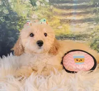 Candy-Micro Mini, a female Goldendoodle for sale in Holden, MO – Photo 2 of 9