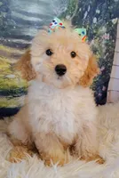 Candy-Micro Mini, a female Goldendoodle for sale in Holden, MO – Photo 8 of 9