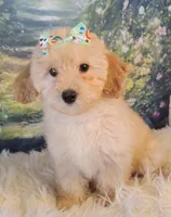 Candy-Micro Mini, a female Goldendoodle for sale in Holden, MO – Photo 3 of 9